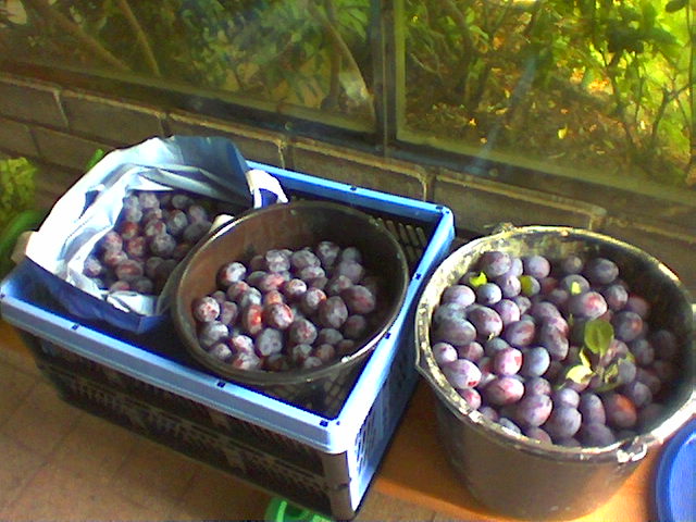 Plums