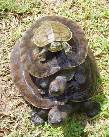 a photo of a stack of turtles