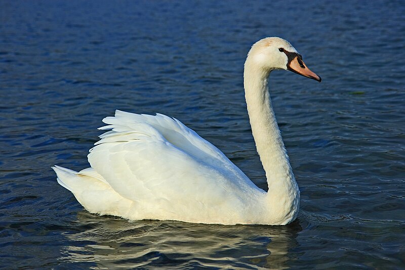 picture of a swan